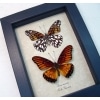 Dione moneta Pair Mexican Silverspot Framed Butterflies Taxidermy Display