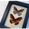 Dione moneta Pair Mexican Silverspot Framed Butterflies Taxidermy Display