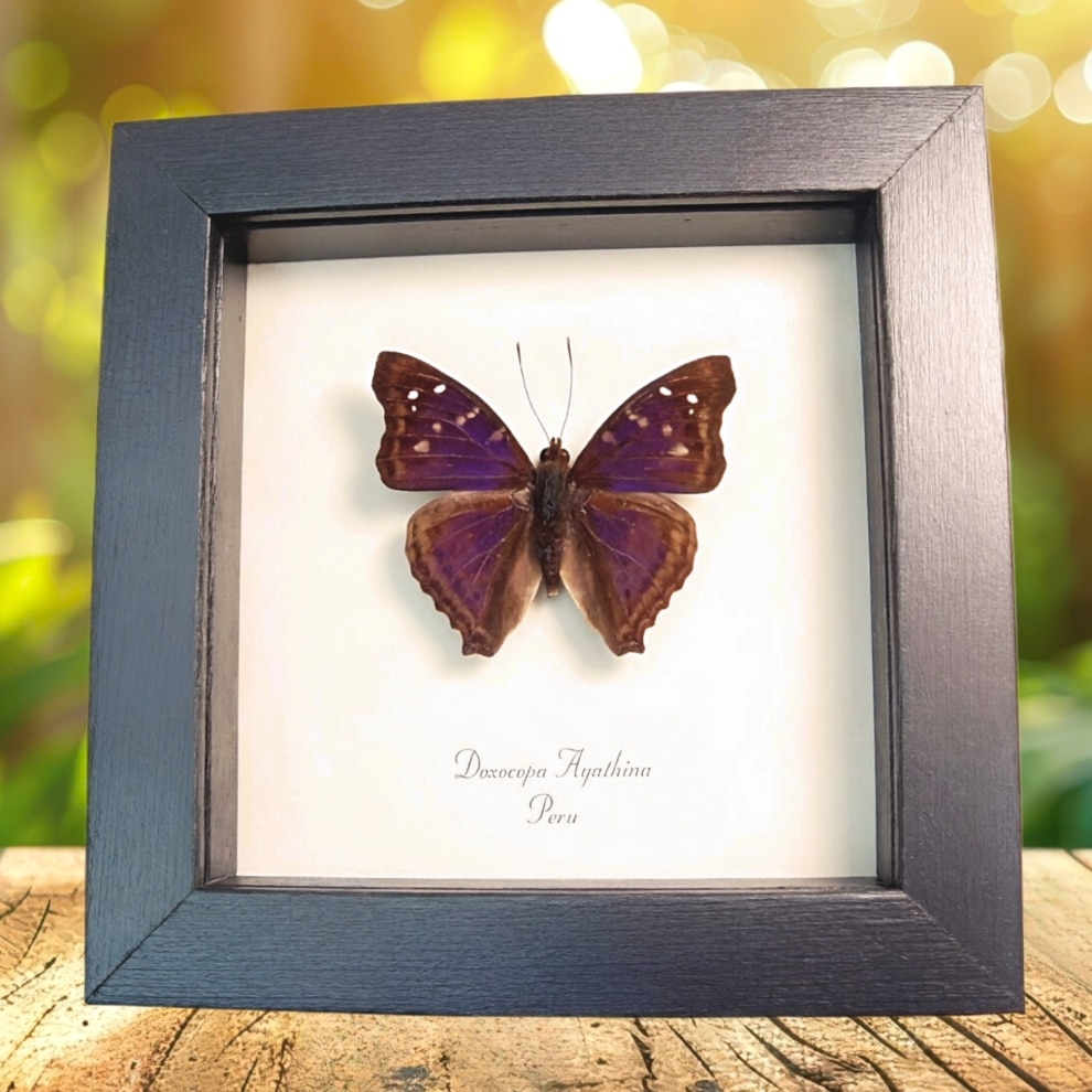 Purple Emperor Butterfly Doxocopa agathina Framed Taxidermy Display