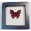 Doxocopa agathina Emperor Purple Framed Butterfly Taxidermy Display