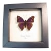 Purple Emperor Butterfly Doxocopa agathina Framed Taxidermy Display