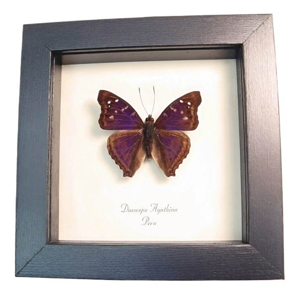 Purple Emperor Butterfly Doxocopa agathina Framed Taxidermy Display