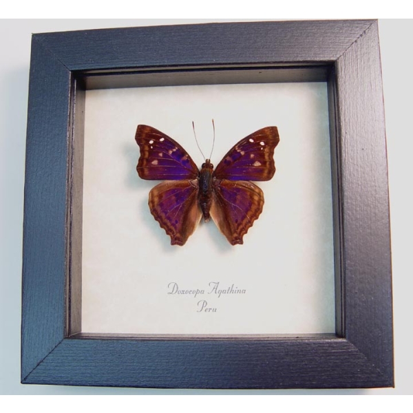 Doxocopa agathina Emperor Purple Framed Butterfly Taxidermy Display