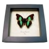 Turquoise Emperor Butterfly Doxocopa cherubina Framed Taxidermy Display