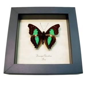 Turquoise Emperor Butterfly Doxocopa cherubina Framed Taxidermy Display