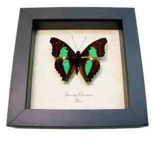 Turquoise Emperor Butterfly Doxocopa cherubina Framed Taxidermy Display