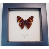 Doxocopa elis Peru Butterfly Framed Taxidermy Display