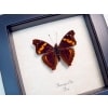 Doxocopa elis Peru Butterfly Framed Taxidermy Display