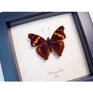 Doxocopa elis Peru Butterfly Framed Taxidermy Display