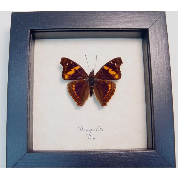 Doxocopa elis Peru Butterfly Framed Taxidermy Display