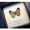 Dynamine setabis Sage Green Butterfly Framed Taxidermy Display
