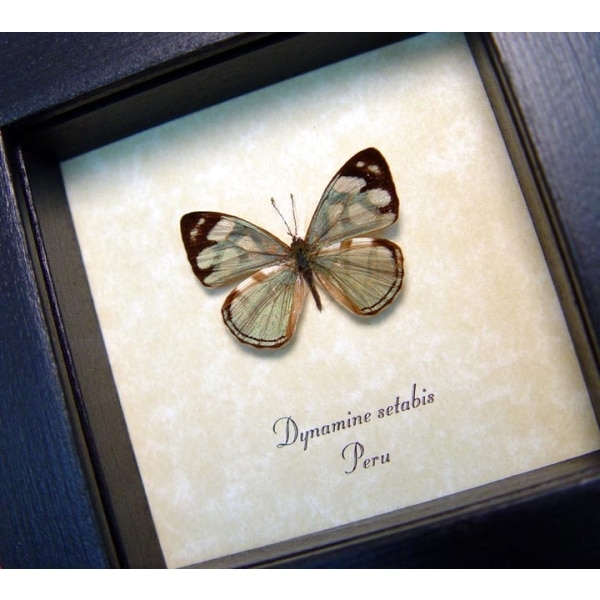 Dynamine setabis Sage Green Butterfly Framed Taxidermy Display