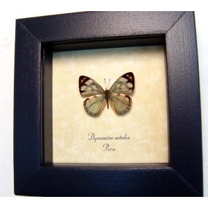 Dynamine setabis Sage Green Butterfly Framed Taxidermy Display
