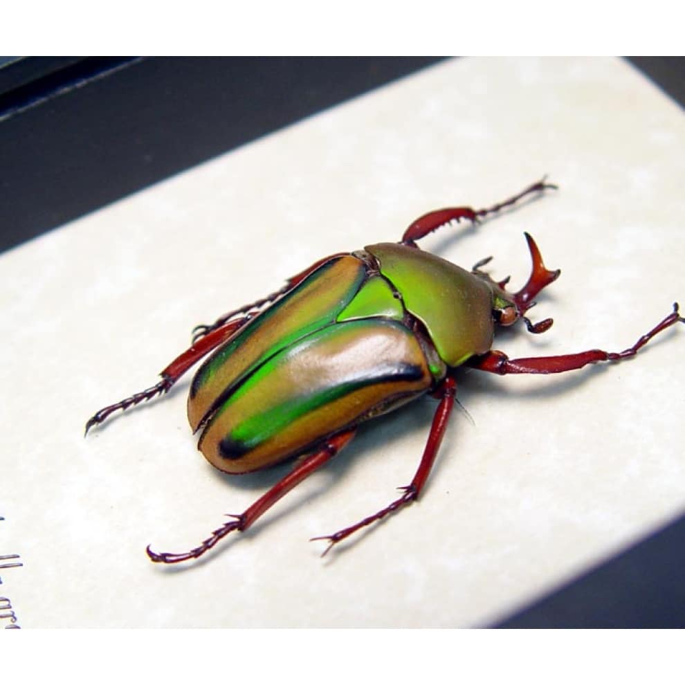 標本 Zaire Eudicella ducalis 47mm Eudicella gralli male - African Beetle - Real Framed Beetle