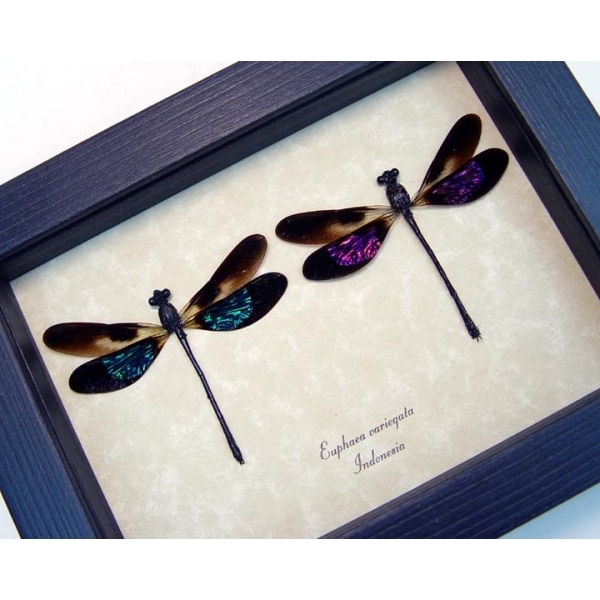 Euphaea variegata Set Pink Green Damselflies Framed Taxidermy Display