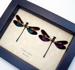 Euphaea variegata Set Pink Green Damselflies Framed Taxidermy Display