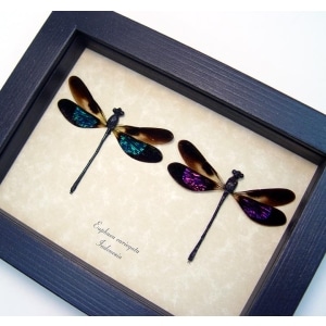 Euphaea variegata Set Pink Green Damselflies Framed Taxidermy Display