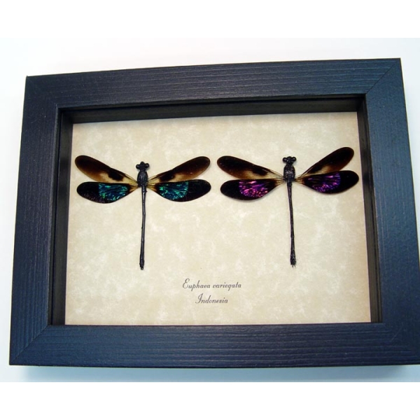 Euphaea variegata Set Pink Green Damselflies Framed Taxidermy Display