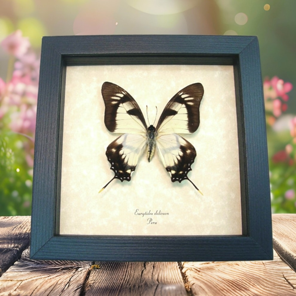 Cream Swallowtail Butterfly Eurytides Dolicaon Framed Taxidermy Display Cream Swallowtail Butterfly Eurytides Dolicaon Framed Taxidermy Display