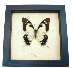 Cream Swallowtail Butterfly Eurytides Dolicaon Framed Taxidermy Display
