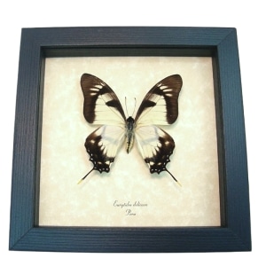 Cream Swallowtail Butterfly Eurytides Dolicaon Framed Taxidermy Display