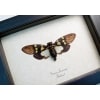 Yellow Spot Cicada Gaeana laosensis Framed Taxidermy Display
