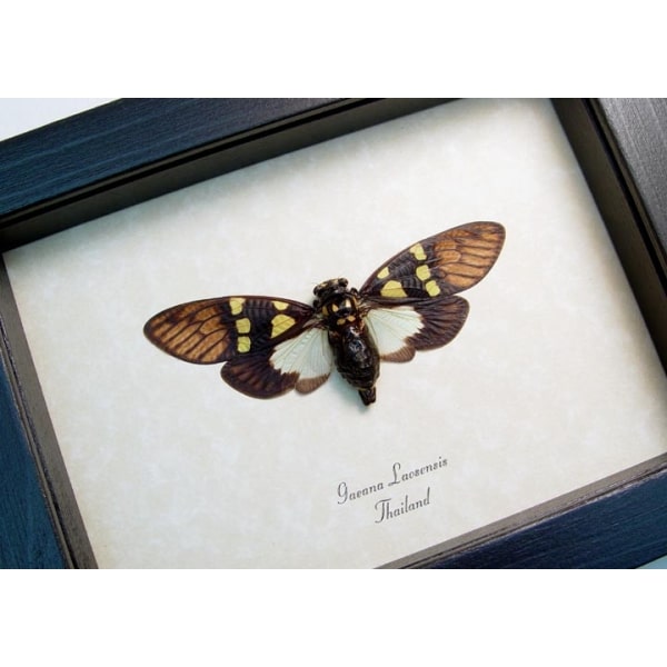 Yellow Spot Cicada Gaeana laosensis Framed Taxidermy Display