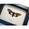 Yellow Spot Cicada Gaeana laosensis Framed Taxidermy Display