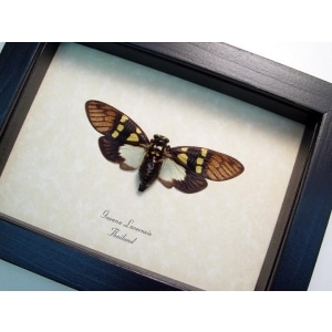 Yellow Spot Cicada Gaeana laosensis Framed Taxidermy Display