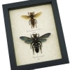 Murder Hornet Set Giant Hornet Wasp Collection Framed Taxidermy Display