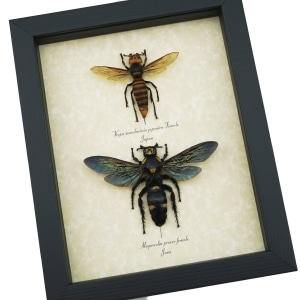 Murder Hornet Set Giant Hornet Wasp Collection Framed Taxidermy Display