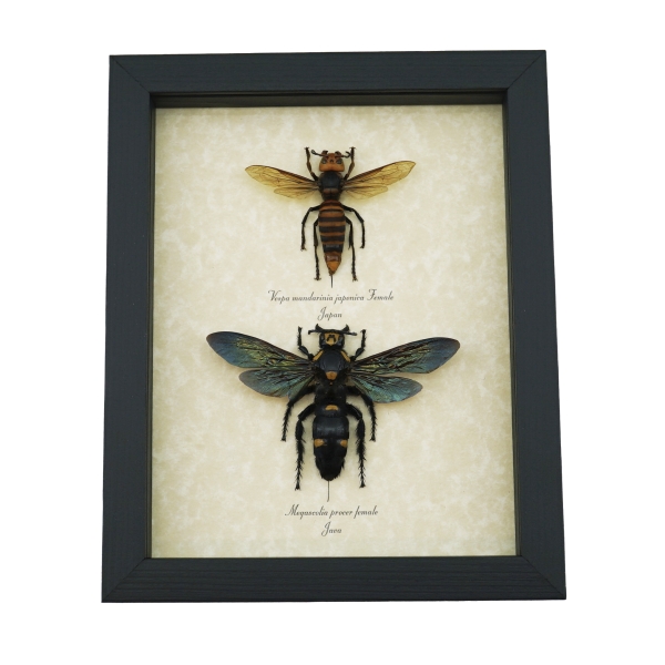 Murder Hornet Set Giant Hornet Wasp Collection Framed Taxidermy Display