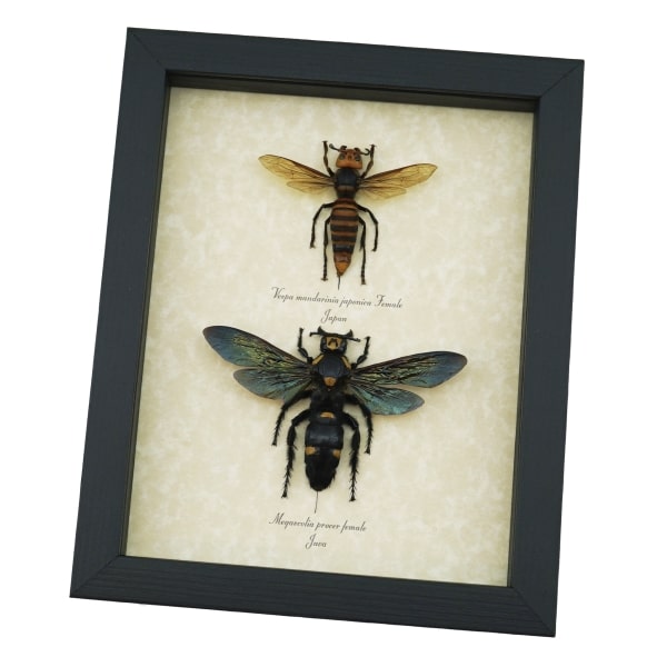 Murder Hornet Set Giant Hornet Wasp Collection Framed Taxidermy Display