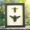 Murder Hornet Set Giant Hornet Wasp Collection Framed Taxidermy Display