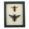 Murder Hornet Set Giant Hornet Wasp Collection Framed Taxidermy Display