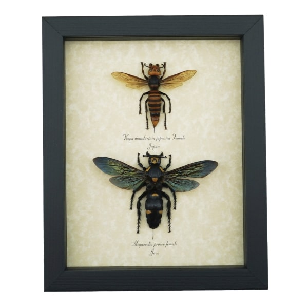 Murder Hornet Set Giant Hornet Wasp Collection Framed Taxidermy Display