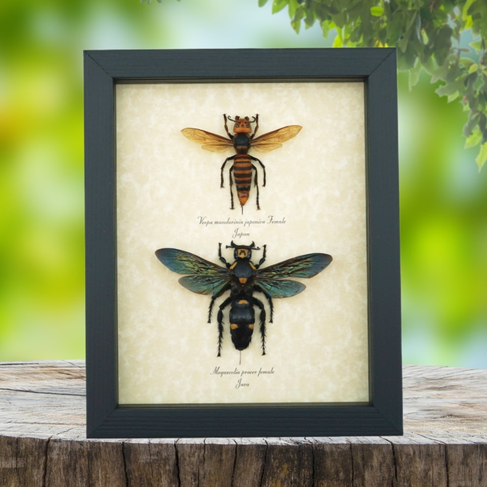 Murder Hornet Set Giant Hornet Wasp Collection Framed Taxidermy Display