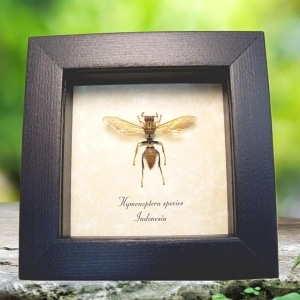 Golden Wasp Hymenoptera Real Framed Taxidermy Display