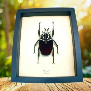 Framed African Goliathus goliatus male 88mm Taxidermy Display
