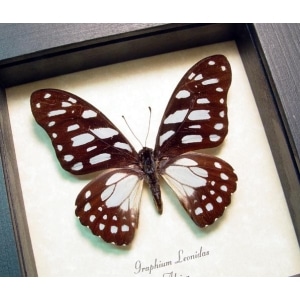 Graphium leonidas Veined Swordtail Framed Butterfly Framed Taxidermy Display