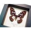 Graphium leonidas Veined Swordtail Framed Butterfly Framed Taxidermy Display