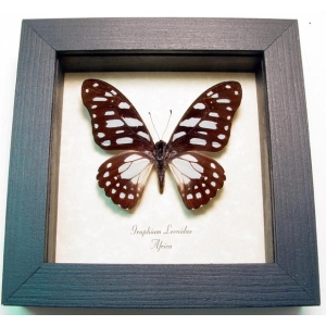 Graphium leonidas Veined Swordtail Framed Butterfly Framed Taxidermy Display