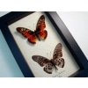 Graphium rydleyanus Set Red African Butterflies Framed Butterfly Taxidermy Display