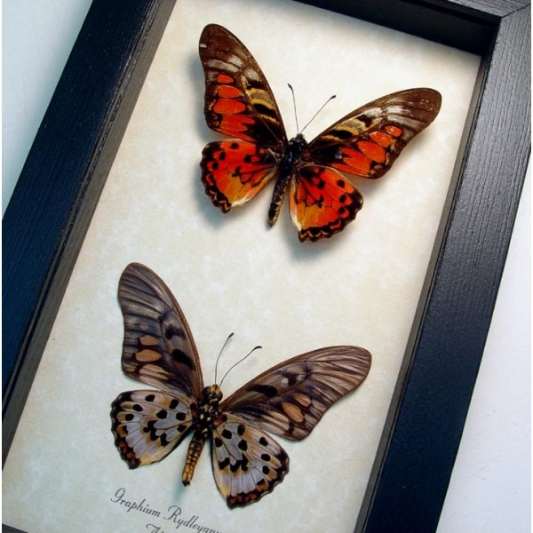 Graphium rydleyanus Set Red African Butterflies Framed Butterfly Taxidermy Display