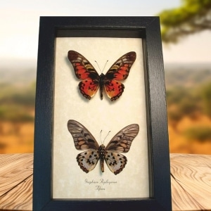 Real Framed Red African Butterflies Graphium rydleyanus Butterfly Set Taxidermy Display