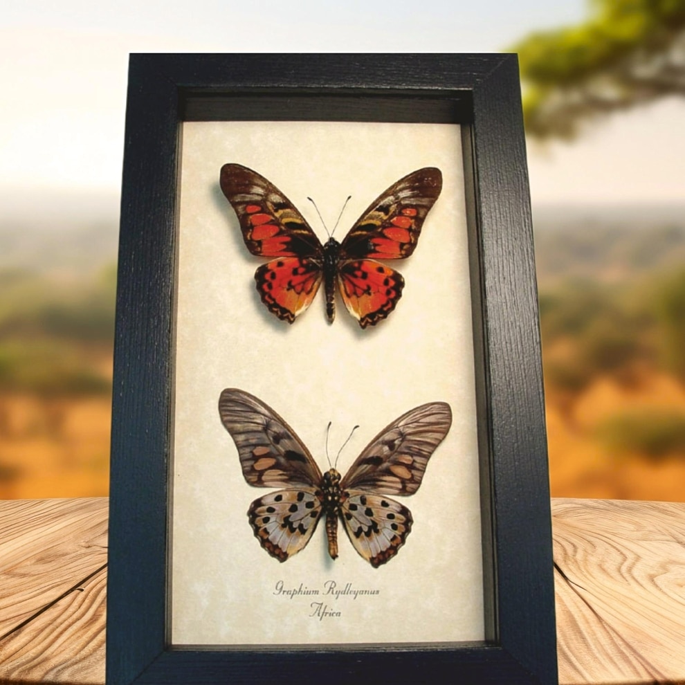 Real Framed Red African Butterflies Graphium rydleyanus Butterfly Set Taxidermy Display