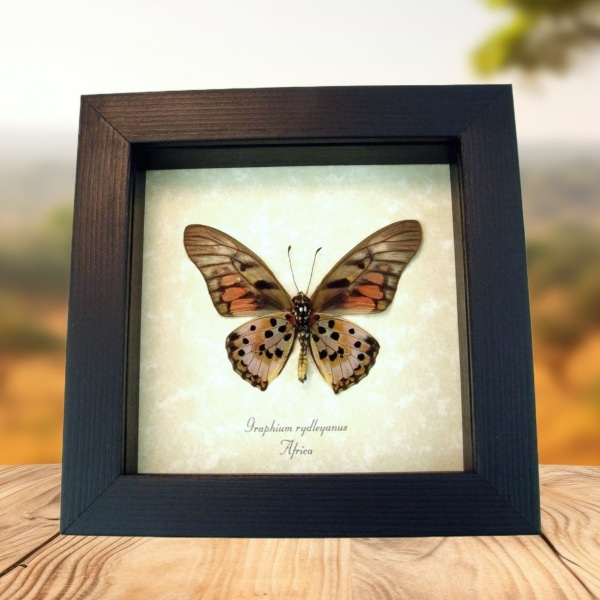 Real Framed Red African Butterfly Graphium rydleyanus Verso Taxidermy Display