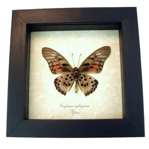 Real Framed Red African Butterfly Graphium rydleyanus Verso Taxidermy Display