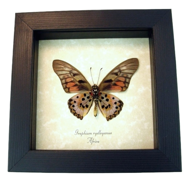 Real Framed Red African Butterfly Graphium rydleyanus Verso Taxidermy Display