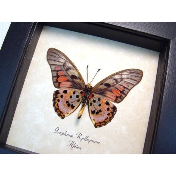 Graphium rydleyanus Verso Red African